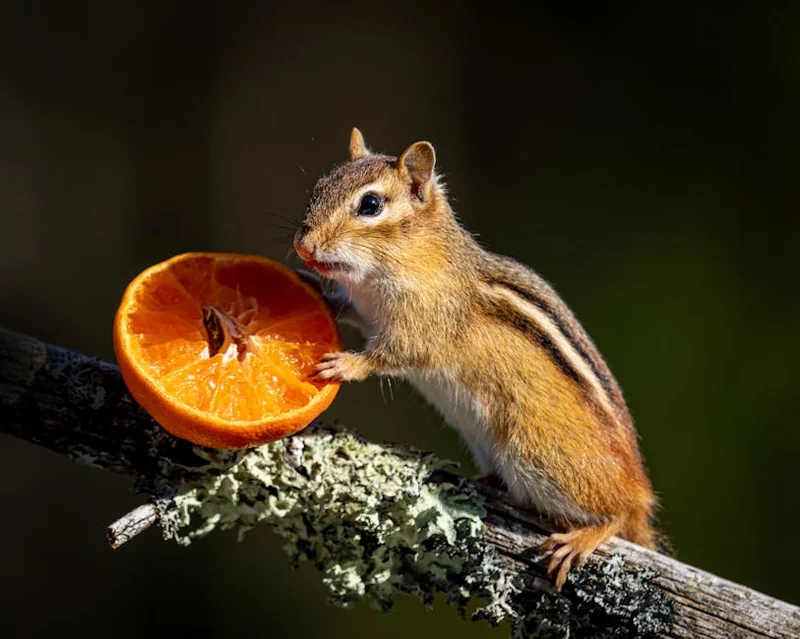 100만원 소액대출