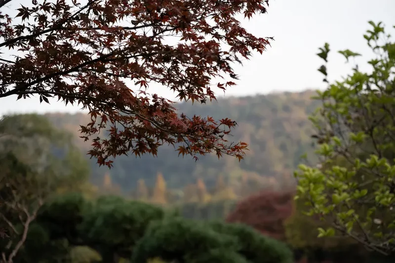 화담숲 단풍시기 2026